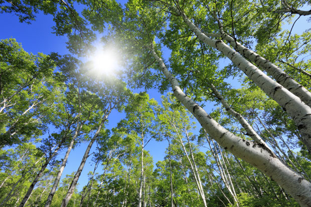 Полен „лудује”: Бреза најјачи алерген
